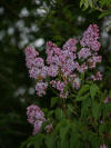 20110516_7.JPG (1064843 bytes)