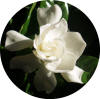Image1.jpg (908883 bytes)