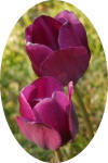 Image1aa.jpg (391945 bytes)
