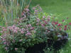 Oregano-og-miniloejtnantshjerte.JPG (1289980 bytes)
