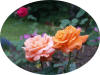 flora-danica.jpg (732675 bytes)