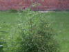 koriander-i-blomst-og-froe.JPG (1157436 bytes)